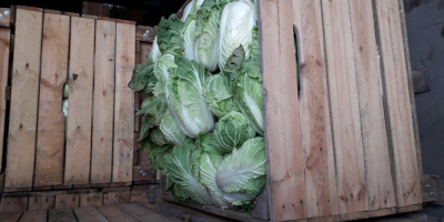 I will sell Chinese cabbage, for more information call