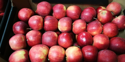 We offer apples of different varieties in bulk quantities.