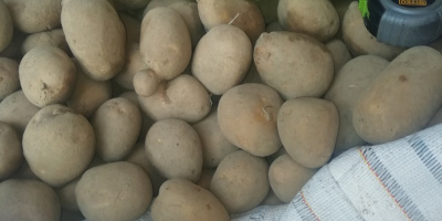 Hello sell potatoes typhoon variety 100 tons BIG packaging