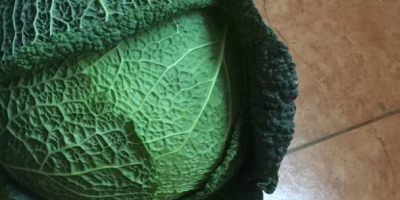 Hello, I have to sell 2-3kg Italian cabbage
