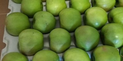 Granny Smiths, mărimea mărului 65+, calibrată și ambalată în