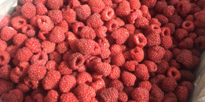 I will sell frozen raspberry, quantities: 8, 9, 10kg