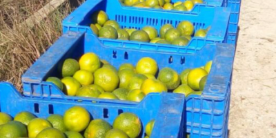 Primafiori lemons caliber 3 and 4. Packed 10/15 kg