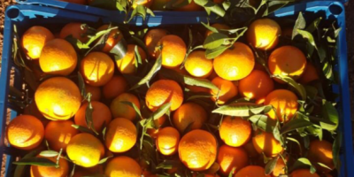 Valencia Mandarins, price with delivery from 3.45-4.10 PLN /