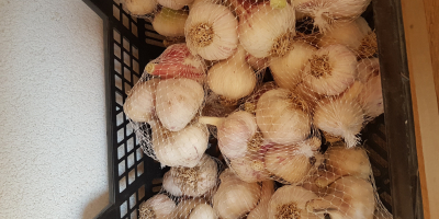 Sell garlic. Detailed information can be found at mayerp92@gmail.com