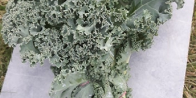 I will sell large amounts of kale in boxes