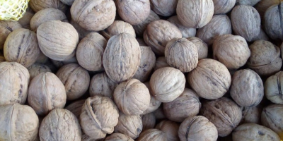 I have for sale walnuts from this year&#39;s harvest.