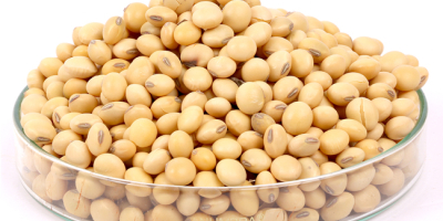 OVERVIEW Soybean Seed is an herbaceous annual plant in