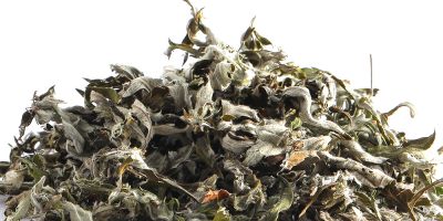 L&#39;Artemisia argyi, comunemente nota come assenzio argenteo o artemisia