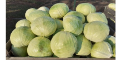Fresh and nice cabbage for sale weight: 2-4kg quantity