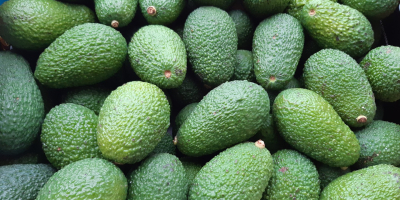 Avocados directly from the manufacturer. Fuerte and hass variety.