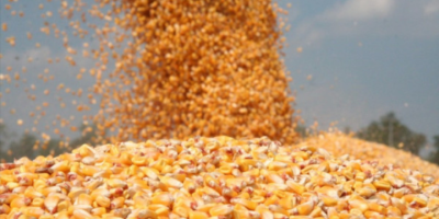 Продајем кукуруз у великим количинама за производњу 2019. године