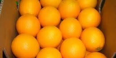 Fresh Navel Oranges - Class 1 - size 48-56-64