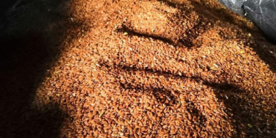 За испоруку нудимо семенке лана из Африке. Врло квалитетан