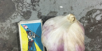Selling fresh garlic varieties duchess, head size 40 -