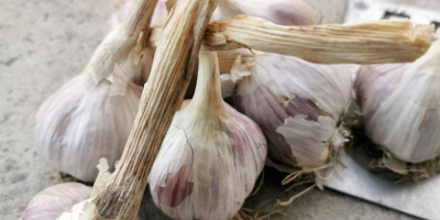 Harnaś garlic, healthy, nice, calibrated. Recommendable, from 5 cm