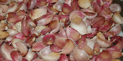 For sale: Polish, Spanish, violet and morado garlic, garlic