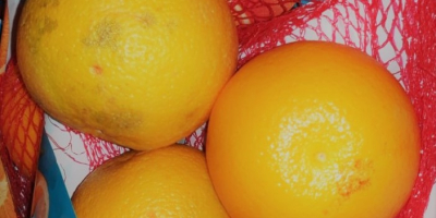 Orange net, net weight 1kg. Variety: SALUSTIANA Origin: SPAIN