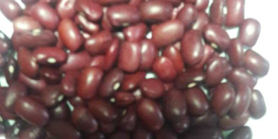 We sell beans of different varieties and different calibers.