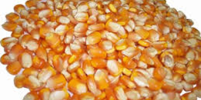 We can supply Yellow corn in bulk . We