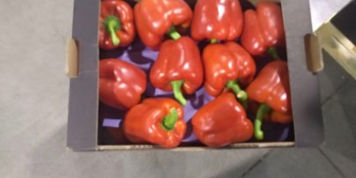 For sale California red pepper Class 2xG Country of