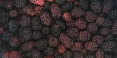 We are the leading exporter of blackberries, please contact