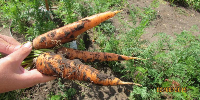 fresh carrot from the Uzbekistan If you want to