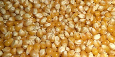 We sell food corn. Large quantities from 3,000 to