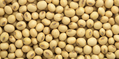 We sell soybean oil and soybean animal meal directly