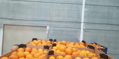 Hello, I will sell wholesale quantities of oranges from