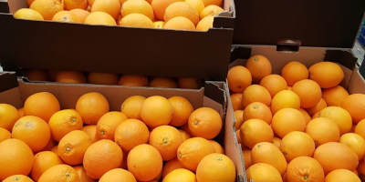 Hello, I will sell wholesale quantities of oranges from
