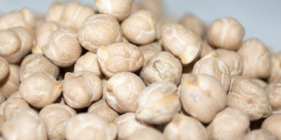 We offer 24 Mt chickpeas, quality: 6+ Sortex purity