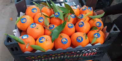 Buy fresh oranges from Syria at a low price