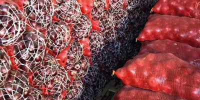 Verkäufer frische Zwiebeln aus Syrien zu einem niedrigen Preis