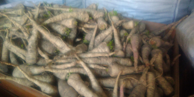 Hello, I have to sell about 1.5 t parsley,