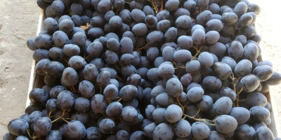 Poamă Moldova, natural orchard product. No broken grapes, high