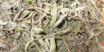 Angebot: Tee (Salbei), Salvia officinalis, Jahrgang 2020 Sprossen /