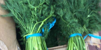 Hello, I have to offer Iranian dill, price per