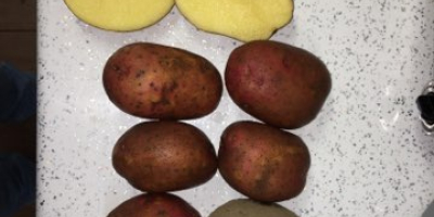 Voi vinde cartofii Rosagold - Agrico roșii cu teste