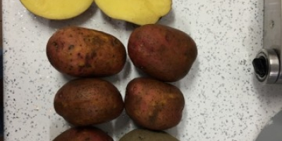 Ich werde rote Rosagold-Agrico-Kartoffeln mit FITO-Tests verkaufen. Kartoffeln eignen