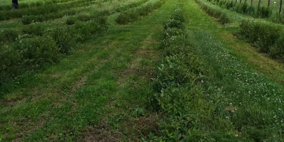 Позивам купце да сарађују како би продали воће и