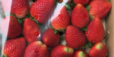 I will sell a strawberry, import from Spain, max