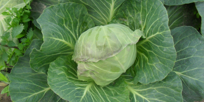 Young white cabbage for the end of April and