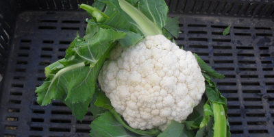 Young Cauliflowers (May 2019) Offer for sale Young cauliflowers