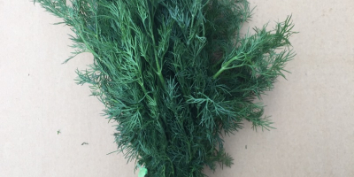 I will sell dill Country of origin Iran Goods