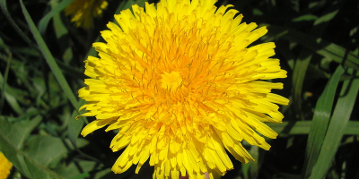I will sell a dandelion flower, fresh or dried