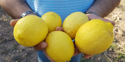 Lemon, variety Eureka Origin Morocco Calibers : 3/4/5/6 Packaging