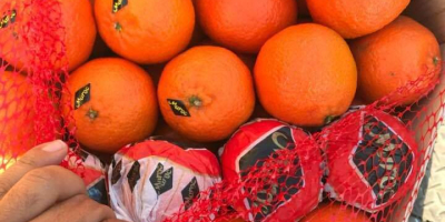 Mandarinen Clementinen Herkunft Marokko Kaliber: 1/2/3/4/5 Eingebettet: Holzkiste 10