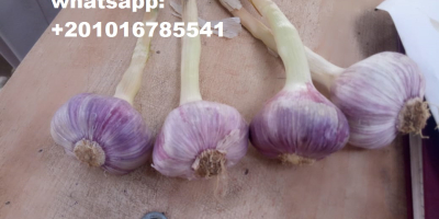 origin: egypt varieties: (white) available packaging of fresh garlic: