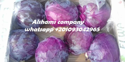 Fresh Green & Red cabbages Origin : egypt .